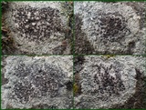 Lecanora campestris image