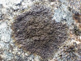 Xanthoparmelia verruculifera image