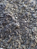 Xanthoparmelia conspersa image