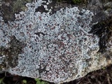 Trapelia glebulosa image