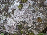 Trapelia glebulosa image