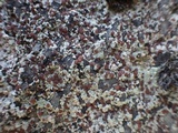 Trapelia glebulosa image