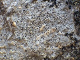 Trapelia glebulosa image