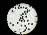Panaeolus cambodginiensis image