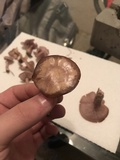 Clitocybe tarda image