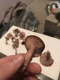 Clitocybe tarda image