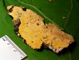 Vararia investiens image