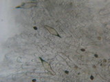 Panaeolus cambodginiensis image