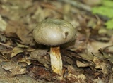 Retiboletus griseus image