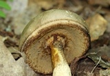 Retiboletus griseus image