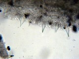 Panaeolus cambodginiensis image