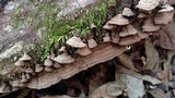 Fuscocerrena portoricensis image