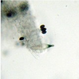 Panaeolus cambodginiensis image