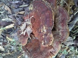 Ganoderma sessile image