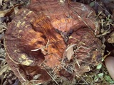 Ganoderma sessile image