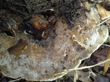 Ganoderma sessile image