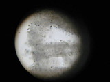Panaeolus cambodginiensis image