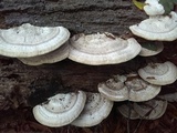 Trametes lactinea image