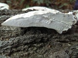 Trametes lactinea image