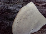 Trametes lactinea image