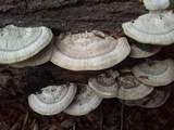 Trametes lactinea image