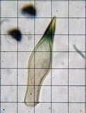 Panaeolus cambodginiensis image
