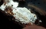 Wrightoporia avellanea image