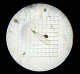 Panaeolus cambodginiensis image