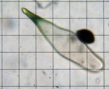 Panaeolus cambodginiensis image