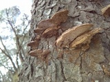 Phellinus gilvus image