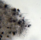 Panaeolus cambodginiensis image