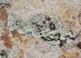 Dimelaena oreina image