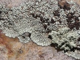 Dimelaena oreina image