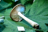 Megacollybia rodmanii image