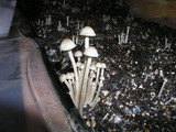 Panaeolus cambodginiensis image