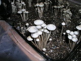 Panaeolus cambodginiensis image
