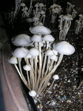Panaeolus cambodginiensis image