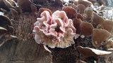Phlebia incarnata image