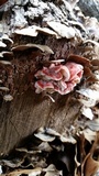 Phlebia incarnata image