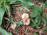 Pseudoclitocybe cyathiformis image
