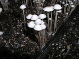 Panaeolus cambodginiensis image