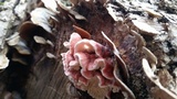 Phlebia incarnata image