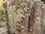 Xylobolus spectabilis image