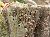 Xylobolus spectabilis image
