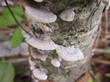 Irpex lacteus image