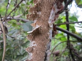 Irpex lacteus image