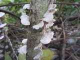 Irpex lacteus image