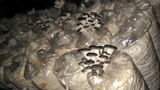 Pleurotus cystidiosus image