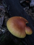 Gymnopilus sapineus image