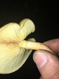 Gymnopilus sapineus image